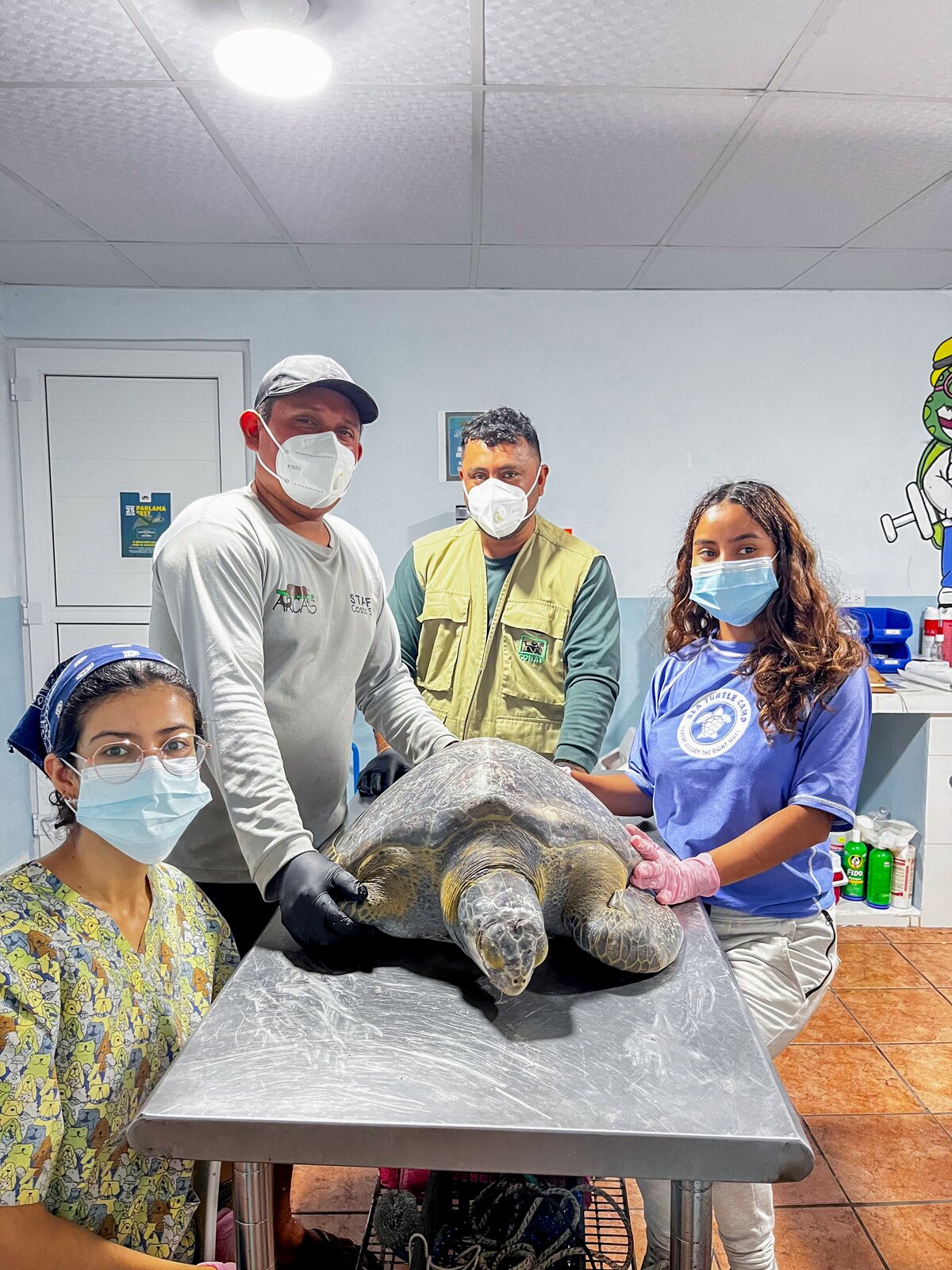Equipo veterinario atendiendo una tortuga marina en la Costa Sur