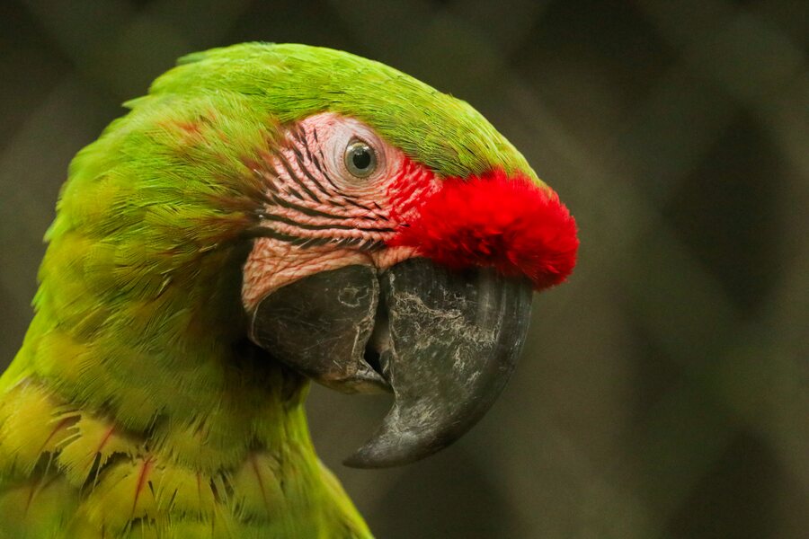 Guacamaya verde La Matriarca