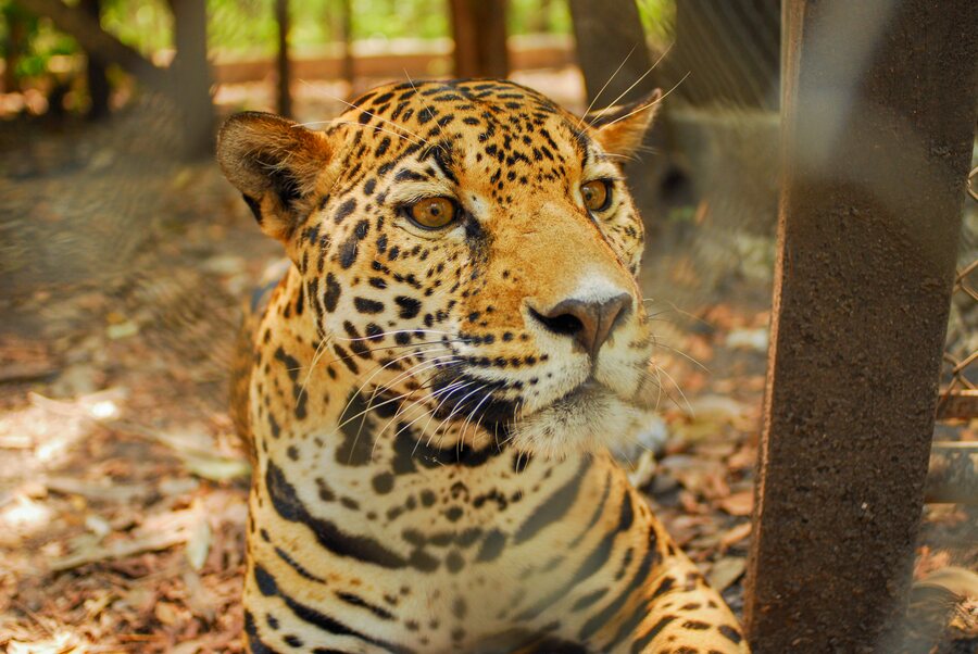 Jaguar Guapo, embajador del CEBIO