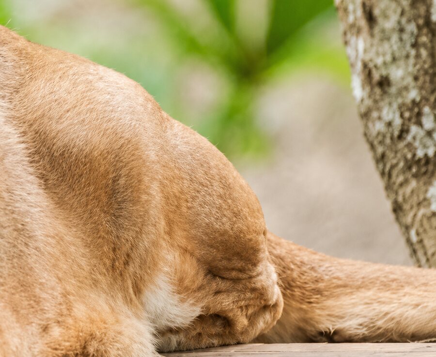 Puma bajo cuidado permanente en ARCAS