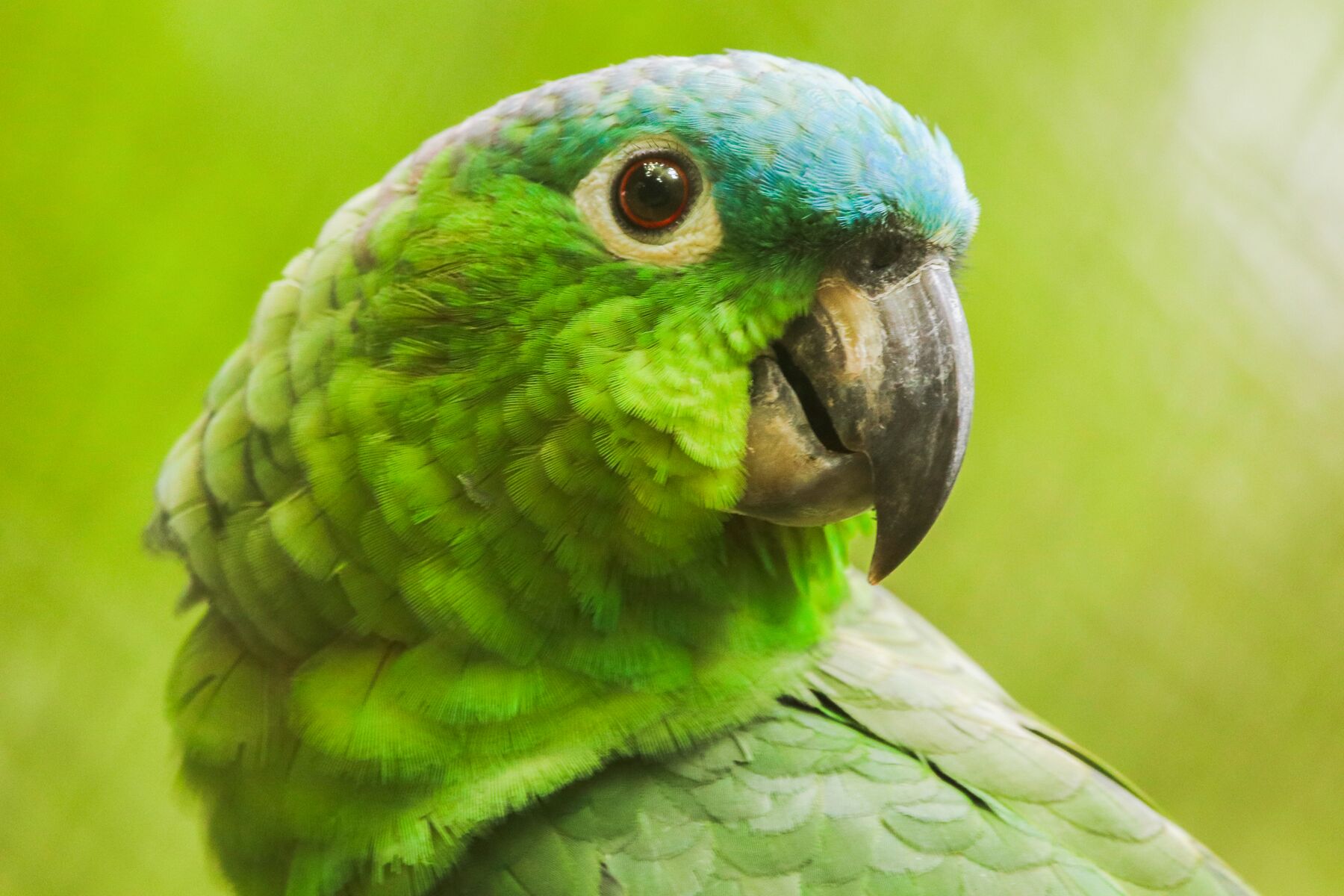 Loro verde rescatado por ARCAS