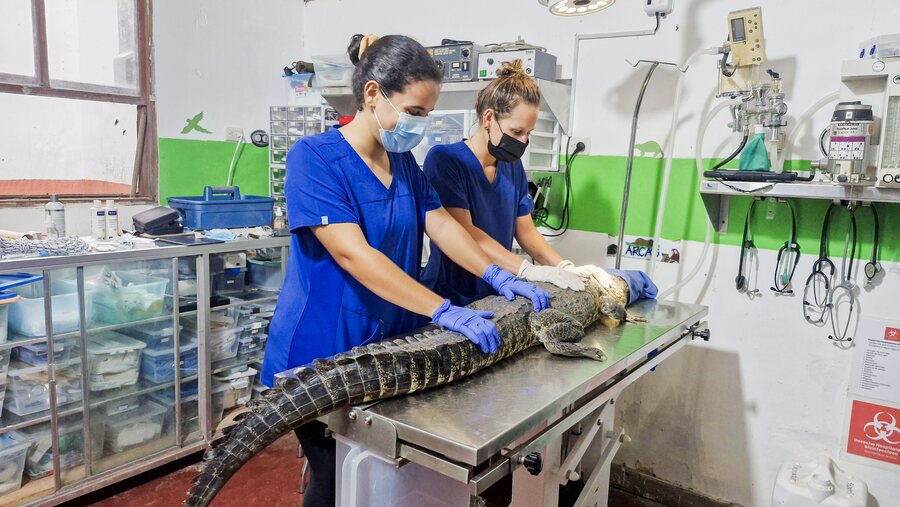 Equipo veterinario atendiendo un cocodrilo