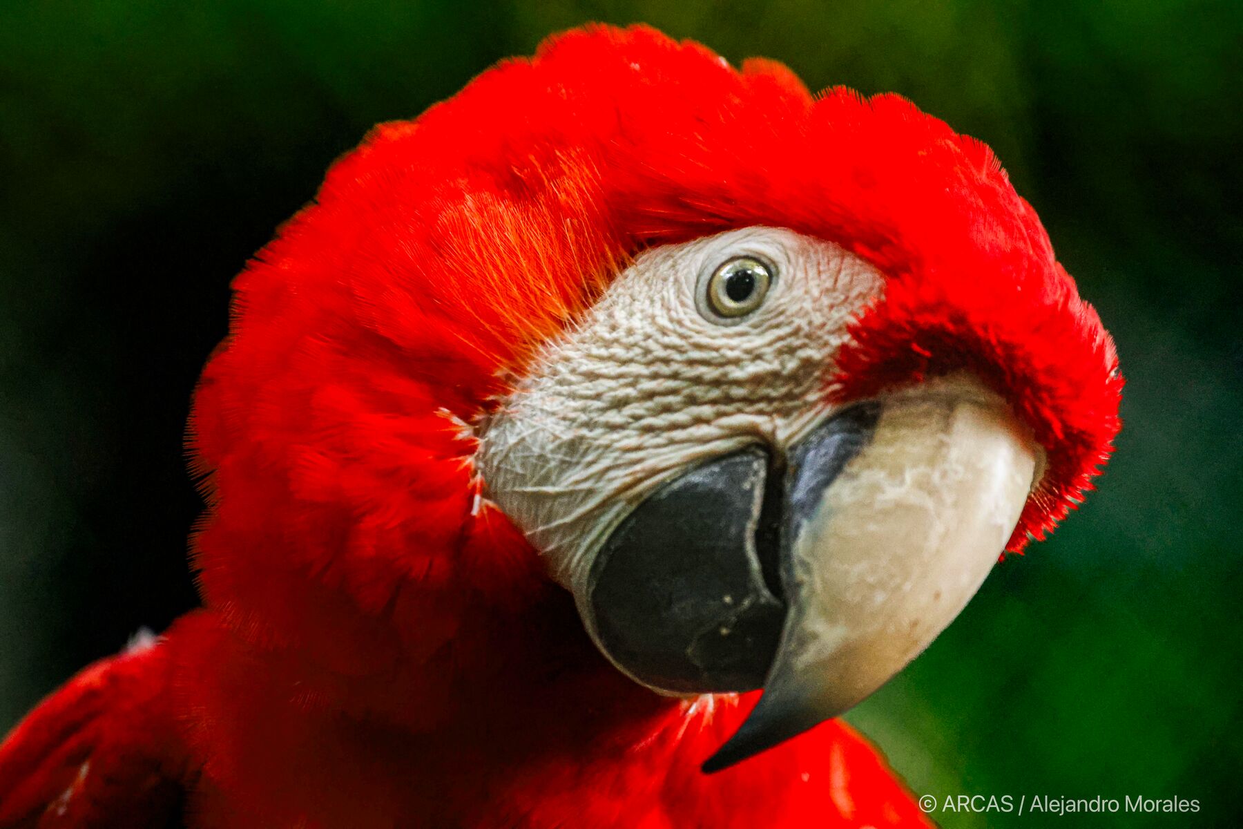 Guacamaya roja en el Centro de Rescate de Petén