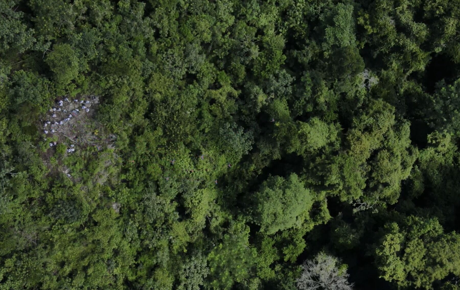 Vista aérea del bosque protegido de la Selva Maya