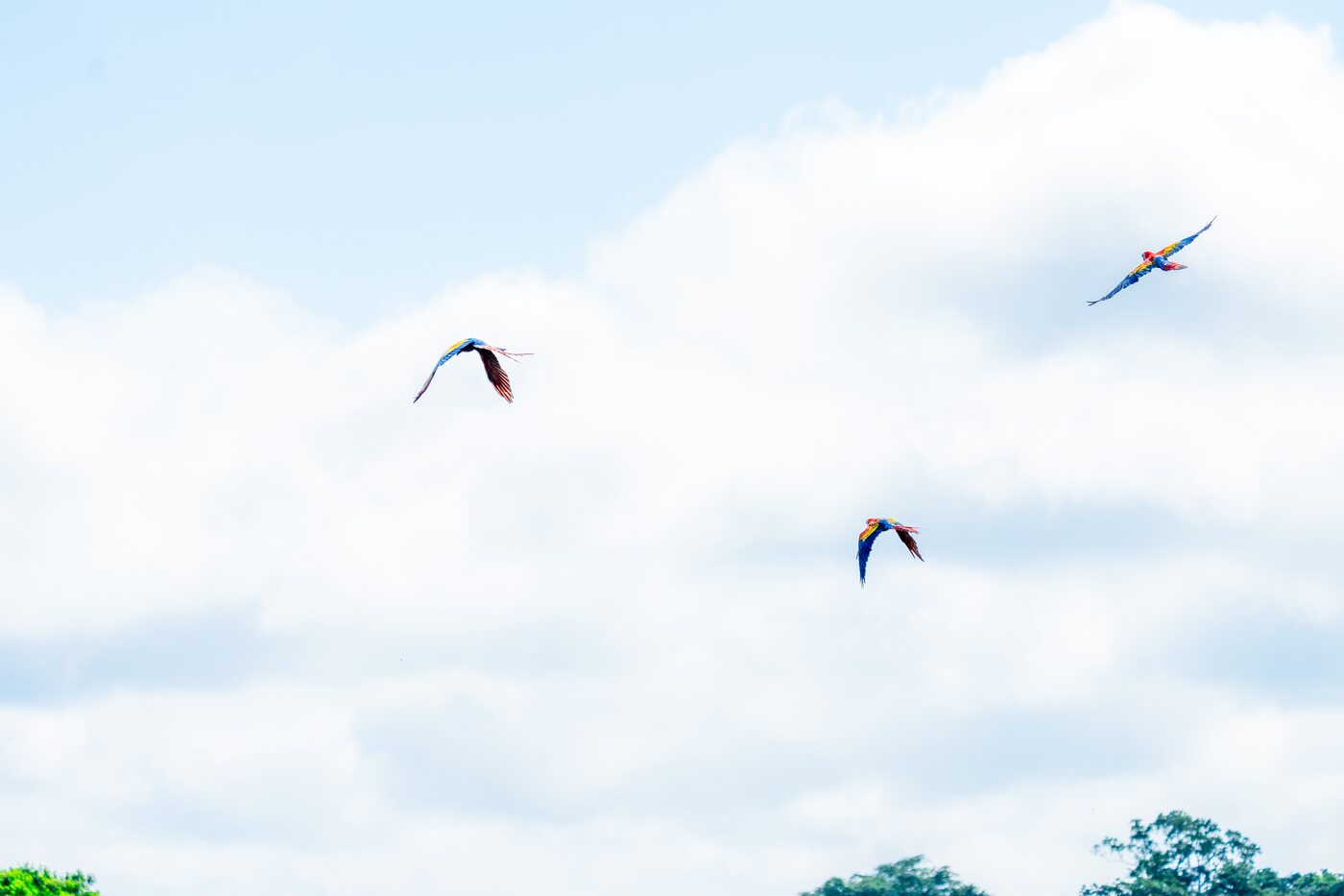 Guacamayas rojas liberadas volando en libertad