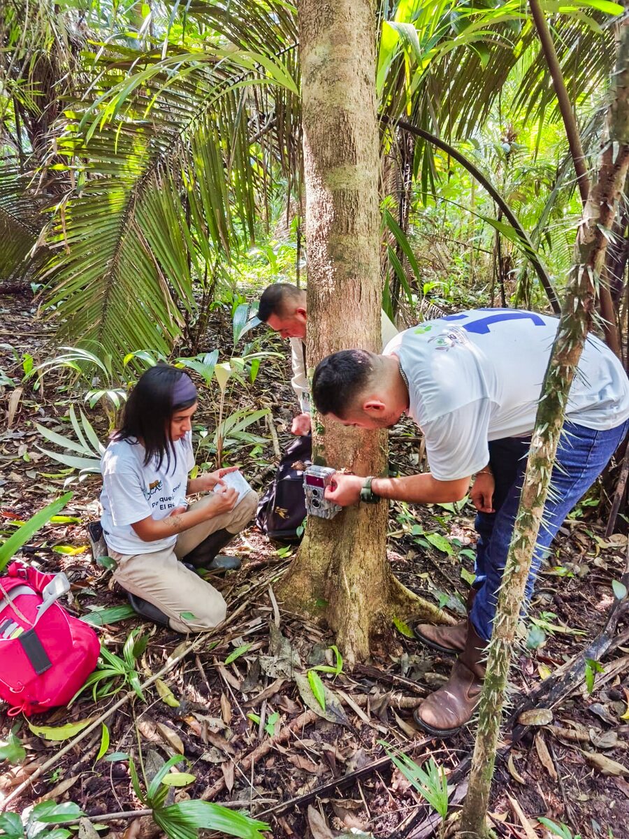 Equipo instalando una cámara trampa en el bosque