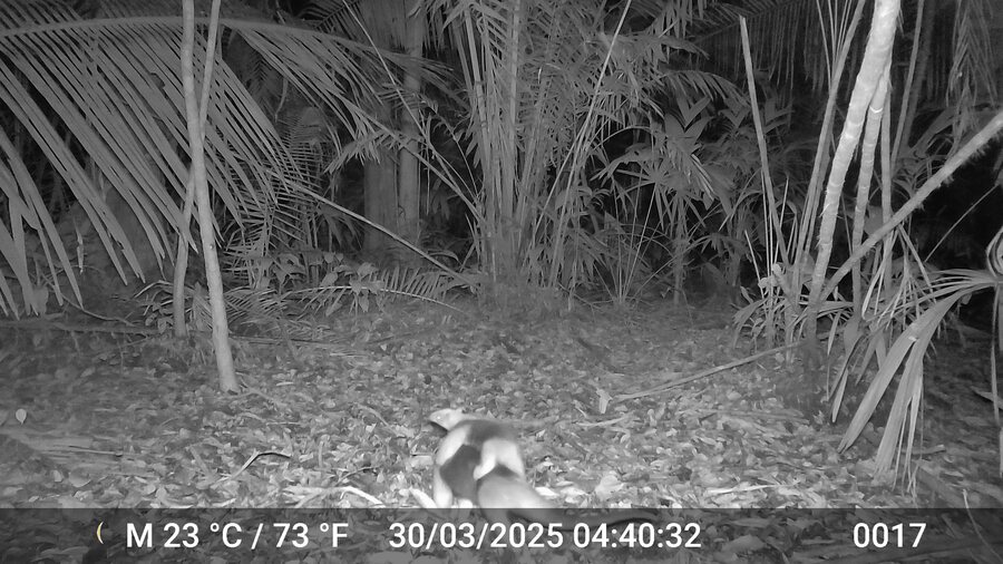 Registro nocturno de fauna con cámara trampa