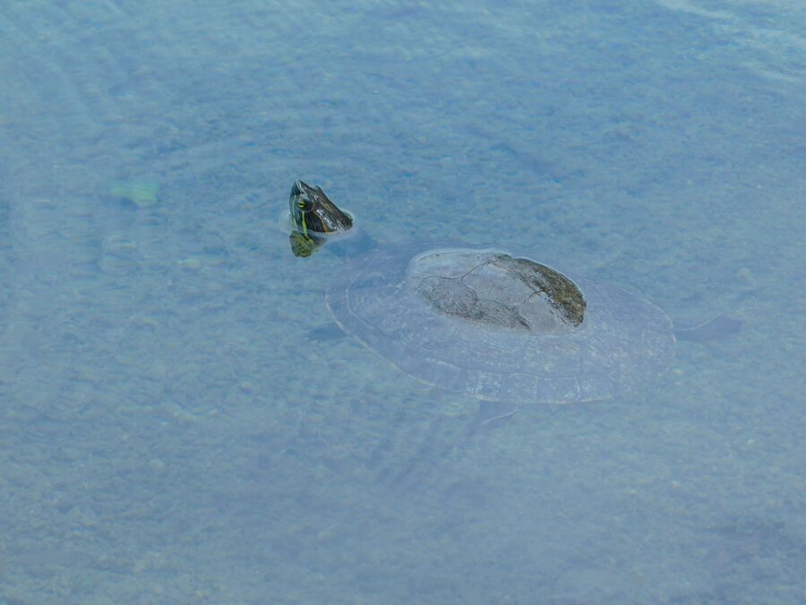 Tortuga en la Laguna El Rosario