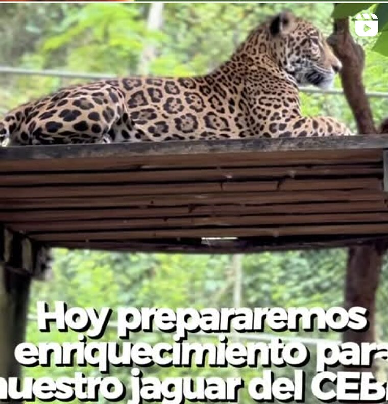 Publicación de ARCAS en Instagram