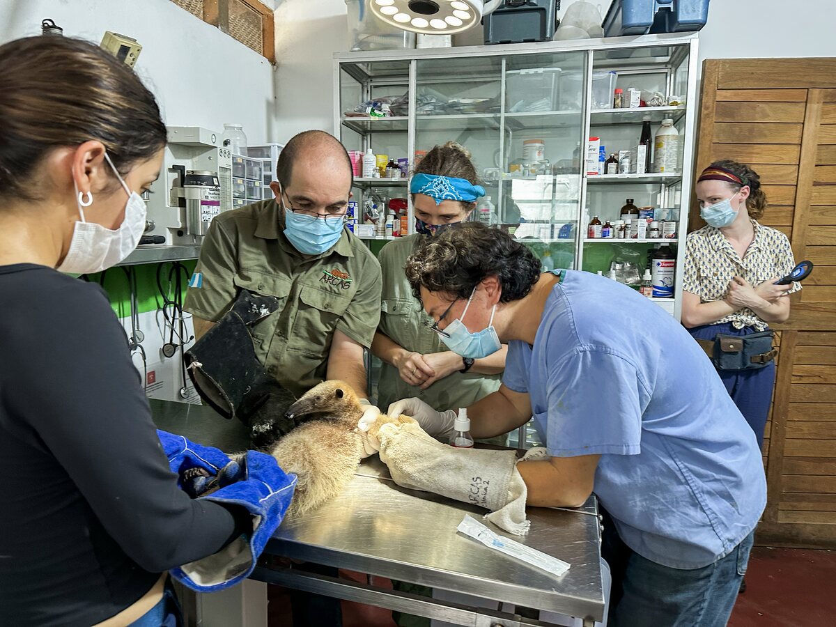 Equipo veterinario en cirugía de un cocodrilo