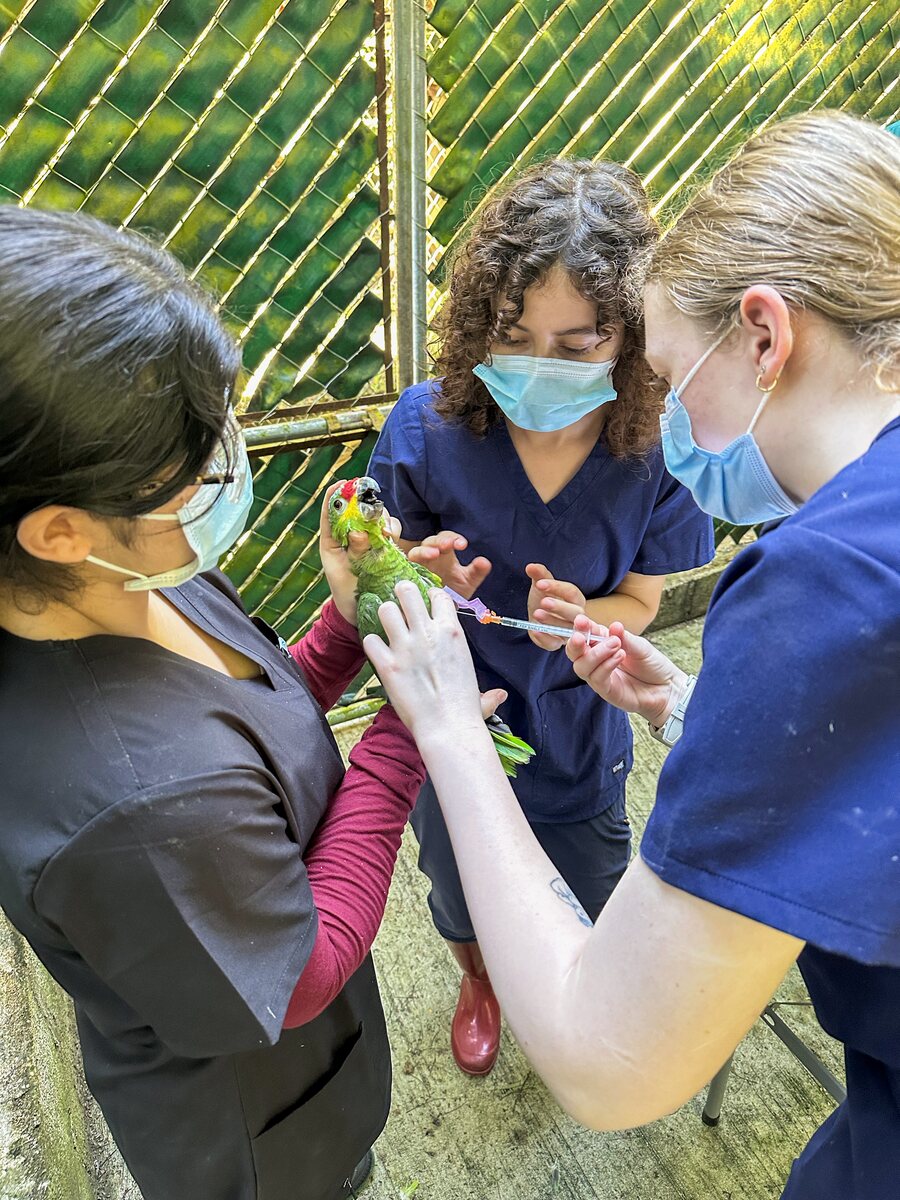 Equipo veterinario atendiendo a un loro