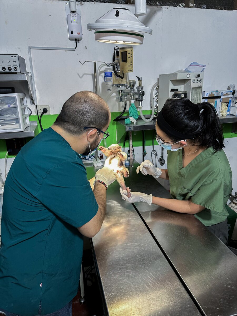 Pasantes en el quirófano del centro de rescate