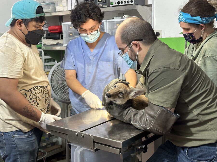 Equipo atendiendo a un animal rescatado