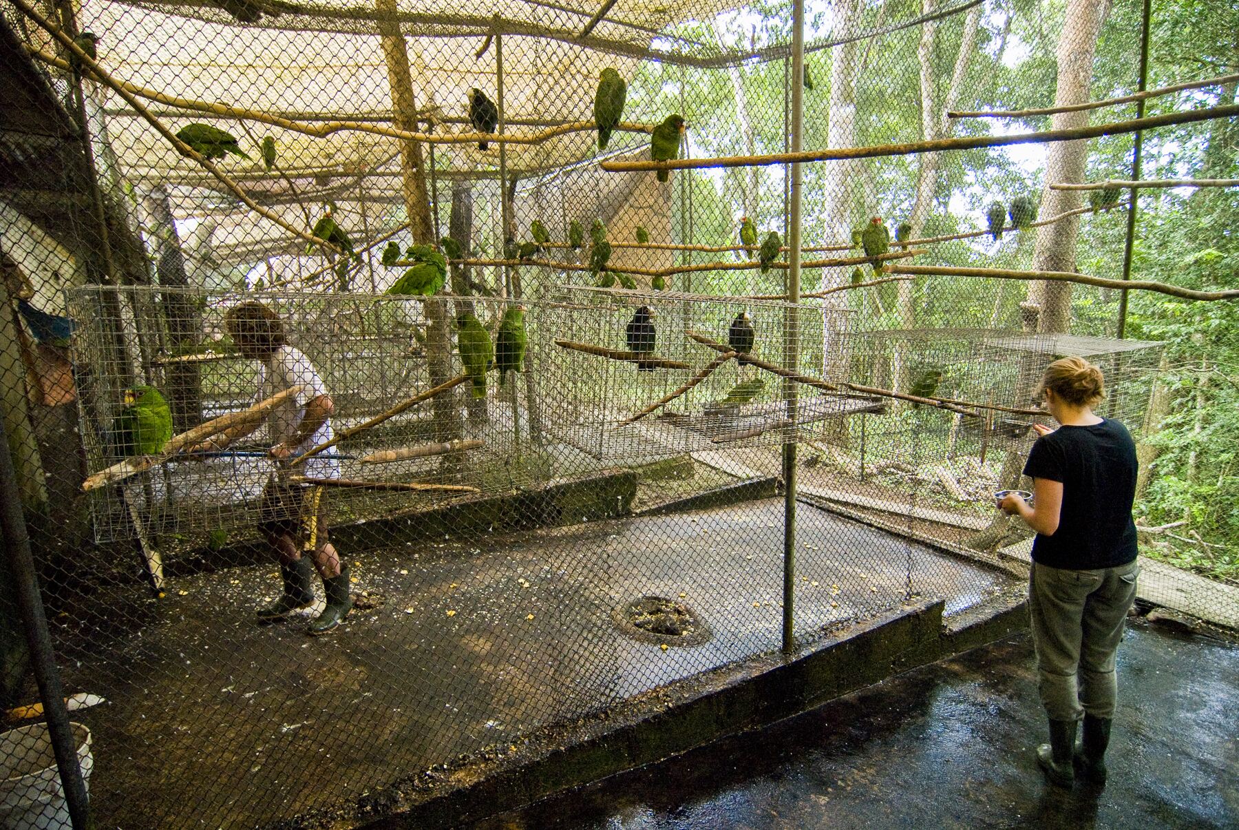 Voluntario trabajando en el aviario del centro de rescate