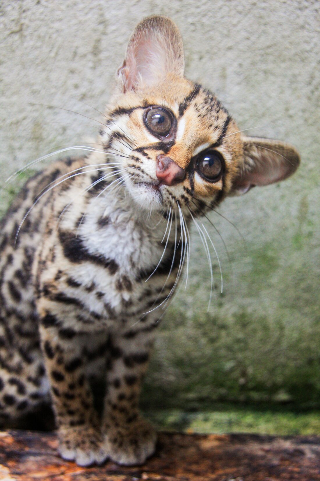 Ocelote en rehabilitación en el Centro de Rescate de Petén